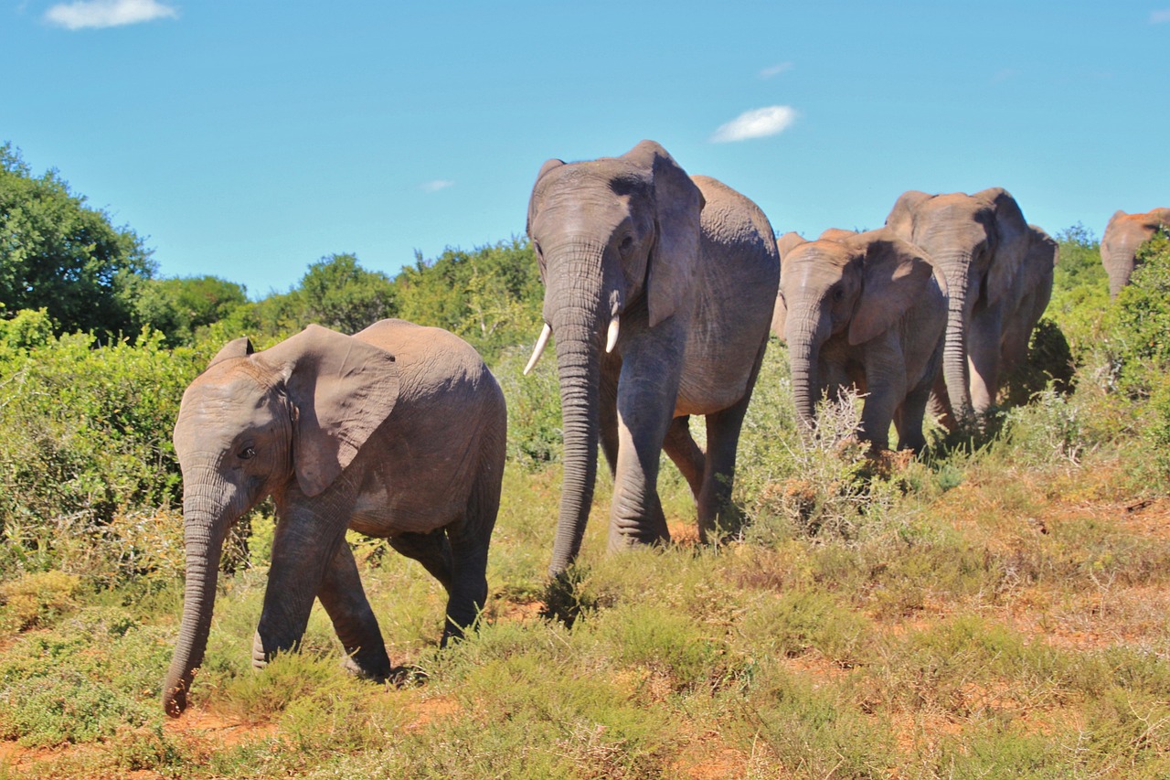 The Big Five Safaris