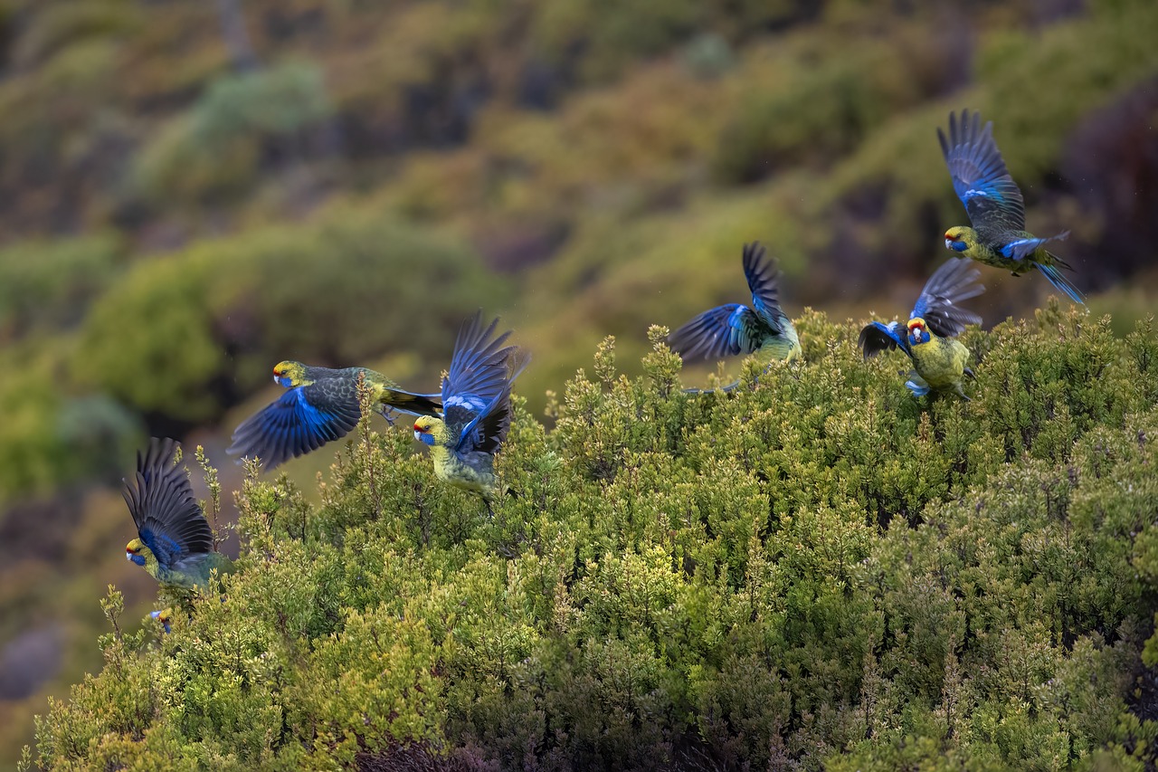 Bird Watching Safaris