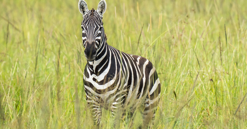 Embark on a 4-day fly-in gorilla safari to Bwindi, Uganda, for a thrilling wildlife adventure and cultural immersion.