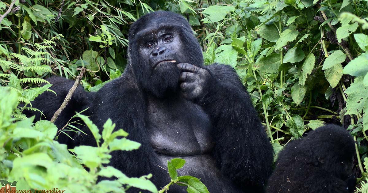Bwenge Gorilla family