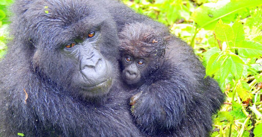 Gorilla trekking adventure Uganda-Rwanda.