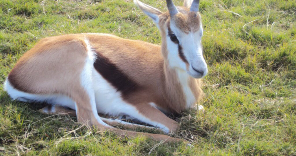 rwanda wildlife and gorilla trekking