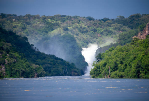 Gorilla trekking in Uganda, Rwanda & Congo's lush rainforest wilderness.