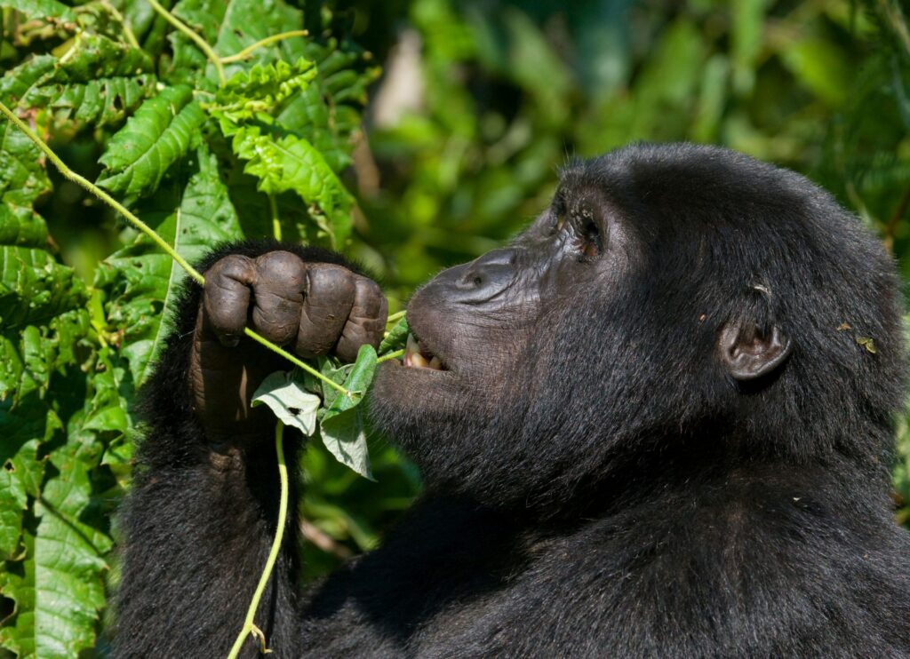 explore gorilla trekking in volcano national park rwanda