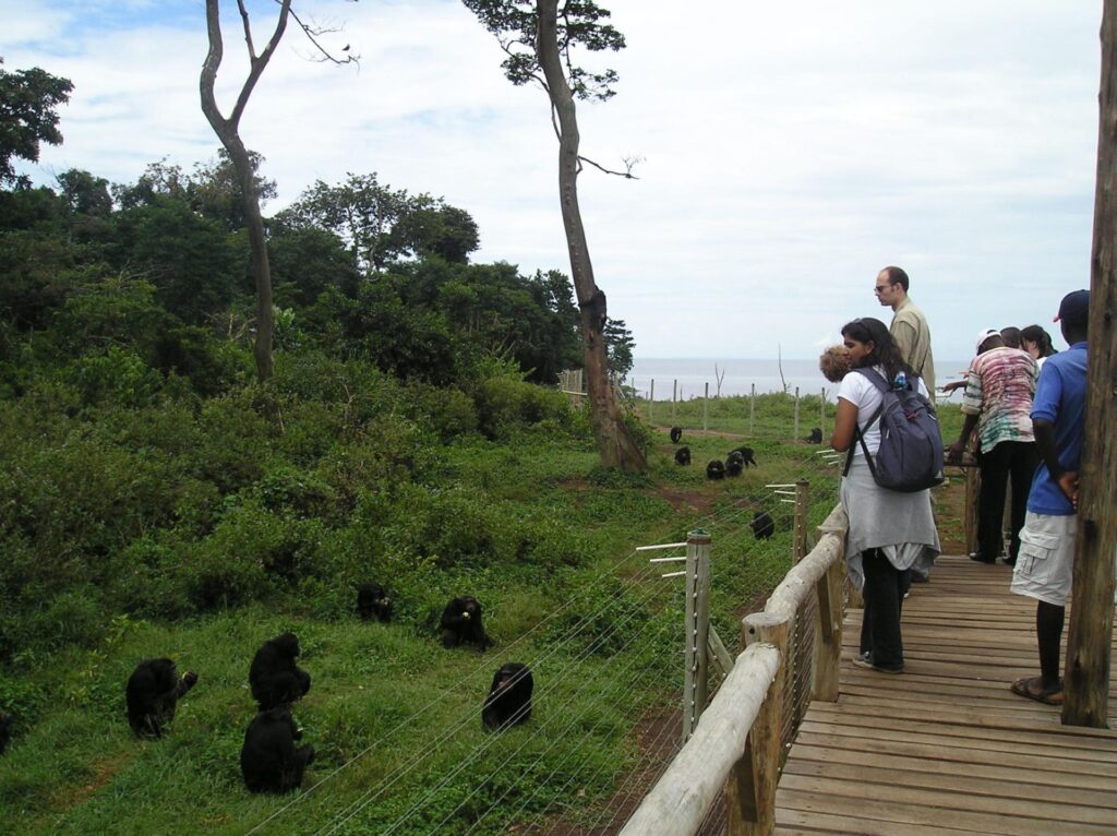 chimpanzees feeding at Ngamba Island sanctuary, showcasing their natural behaviour and environment