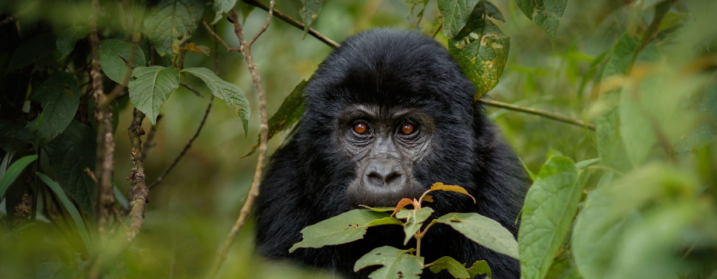 experience on visitation of gorilla in bwindi and mgahinga national park uganda