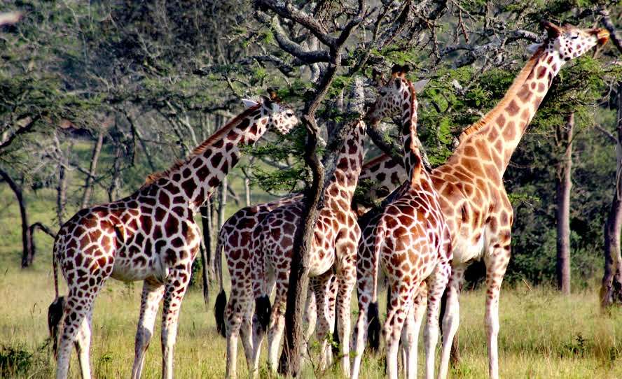 3 Days tour Murchison Falls National Park