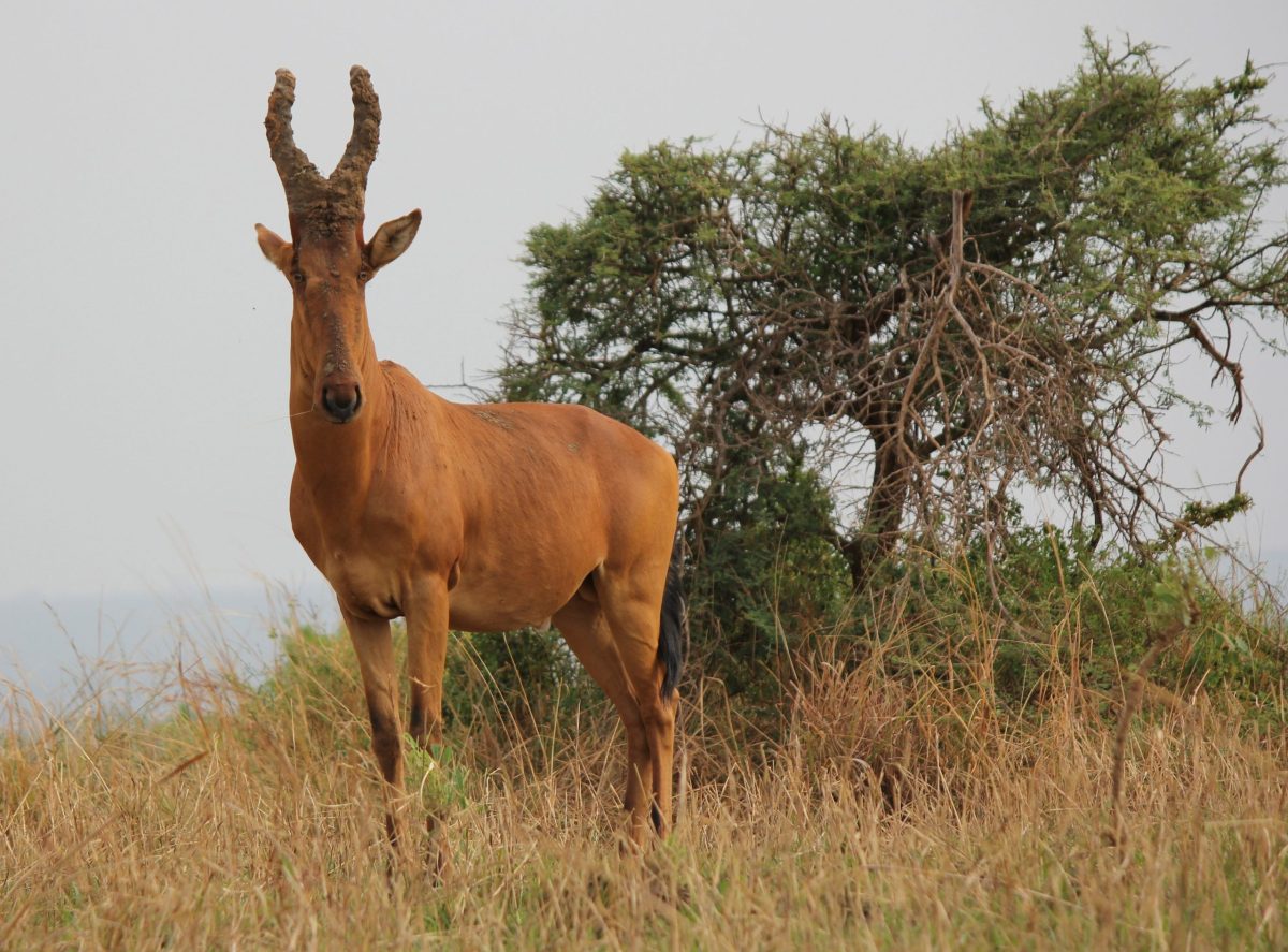 4 Days Safari Murchison Falls