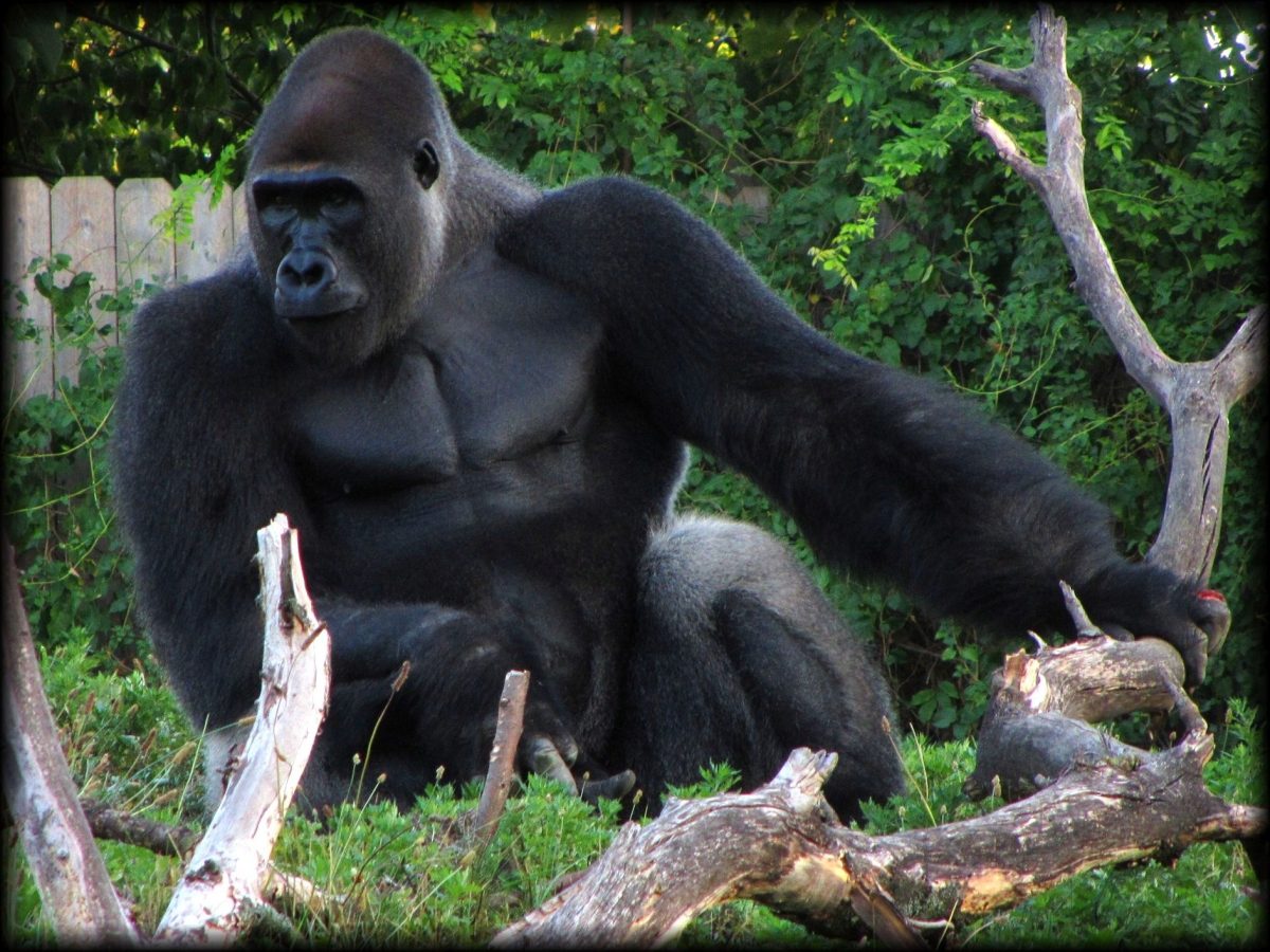 3 Days Lake Bunyonyi and Gorilla Trekking