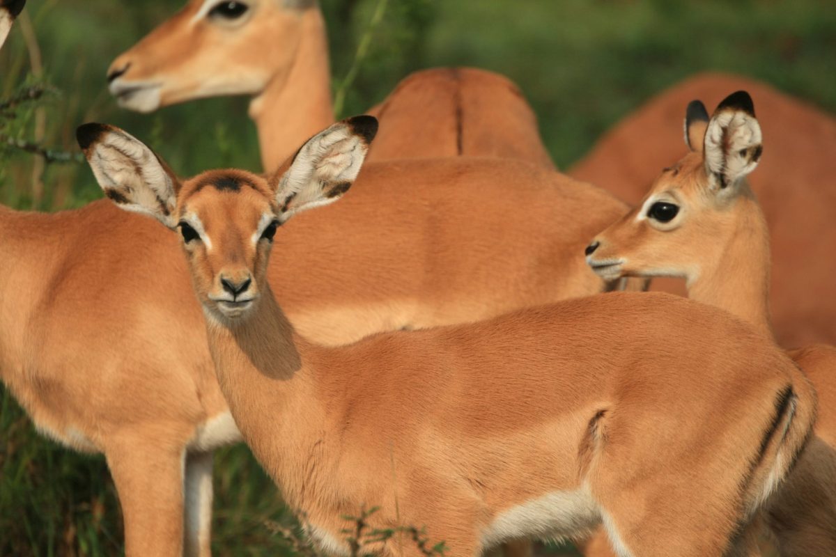 3 Days Lake Mburo National Park