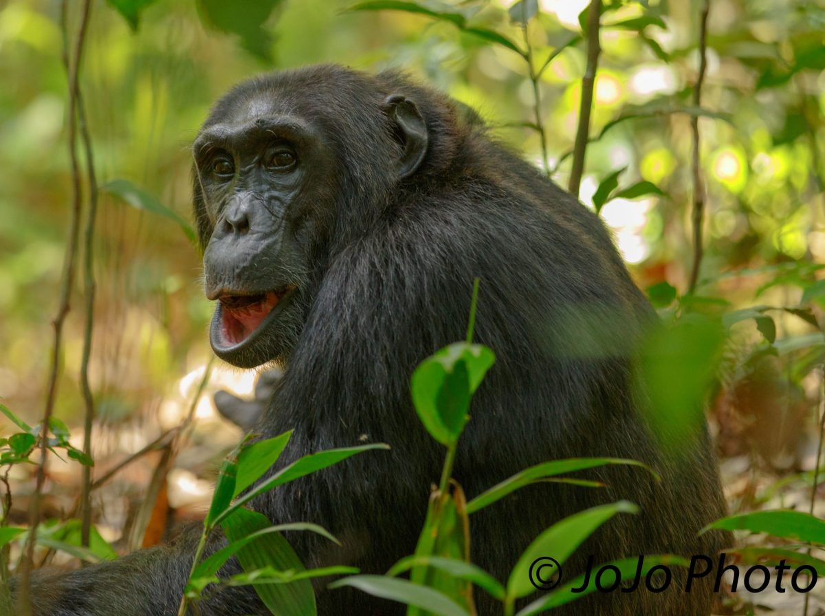 3 Days Chimpanzee Trekking in Kibale