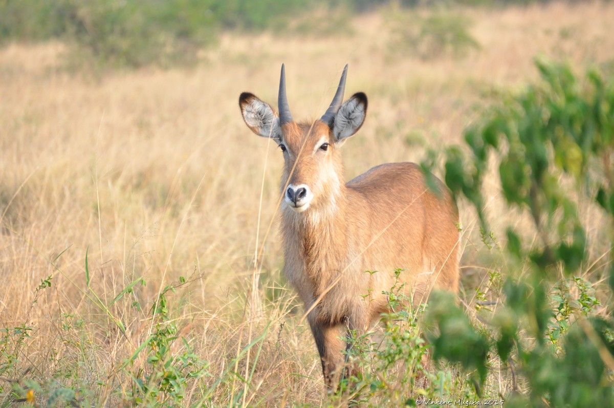 2 Days Queen Elizabeth Safari