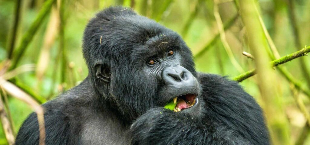 10-day safari across Tanzania, Kenya, and Uganda with gorilla trekking and game drives