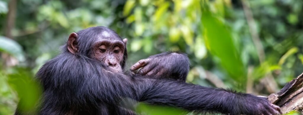 5days kimpanzee tracking in kibale