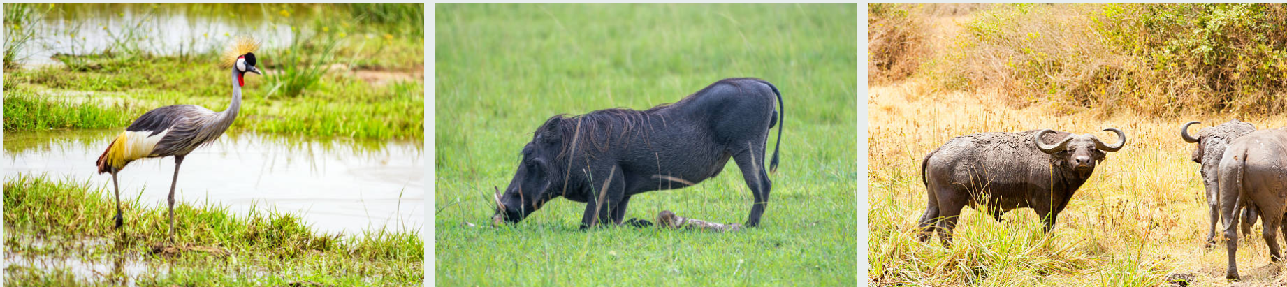 Lion in Queen Elizabeth National Park on a 3-day wildlife safari
