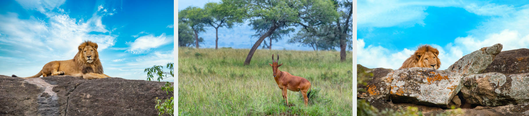 Lion roaming savannah in Uganda's remote Kidepo Valley National Park.