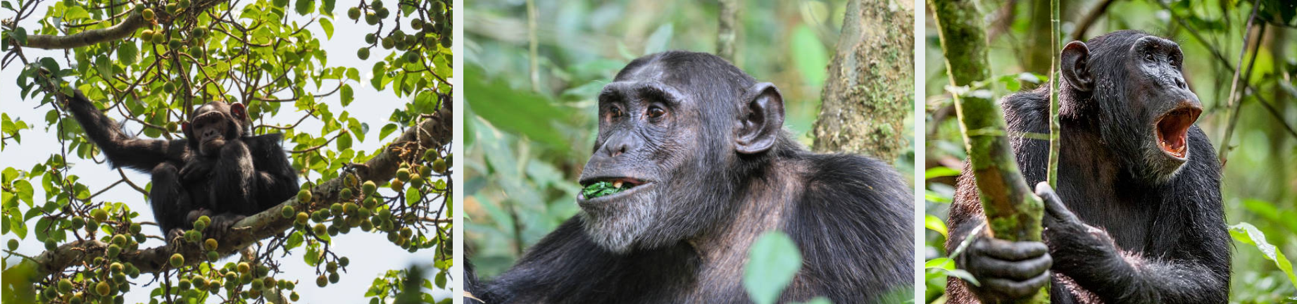 Chimpanzees and gorillas in Uganda's lush rainforest on 8-day wildlife safari