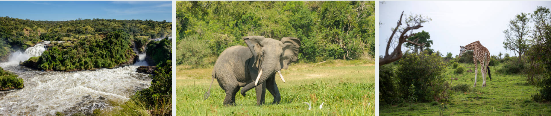 3-day Murchison Falls safari with game drives and Nile boat cruise