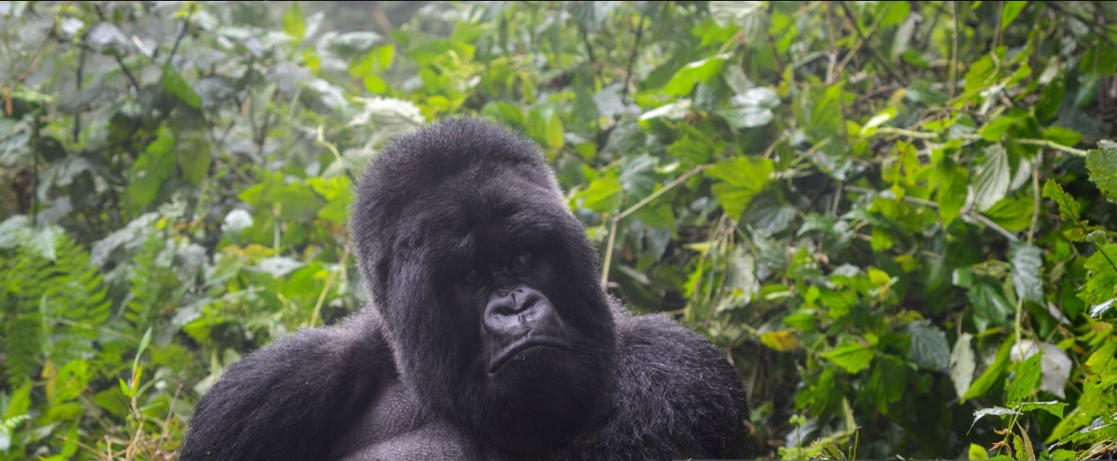 A dominant silverback gorilla in the wild, showcasing its powerful build and iconic silver fur