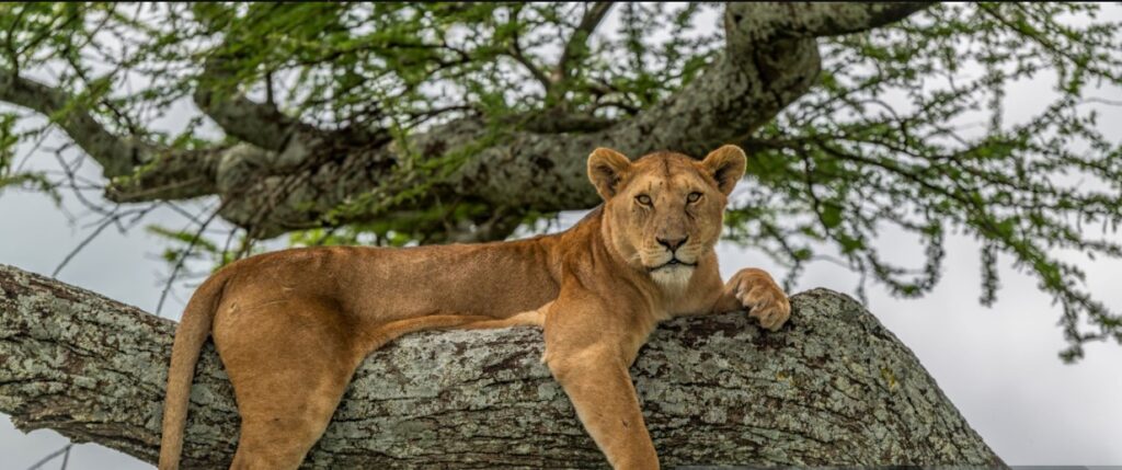 experience 4 days queen elizabeth uganda safaris