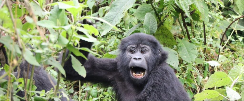 Gorilla trekking in Bwindi Impenetrable Forest, Uganda – 1-day adventure