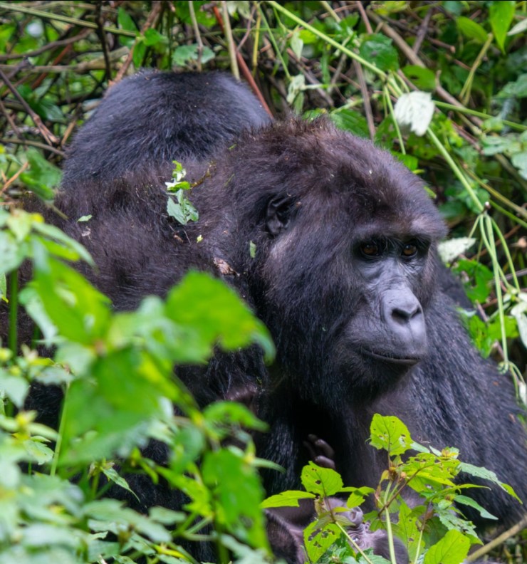 2-day Bwindi gorilla safari via Kigali short route