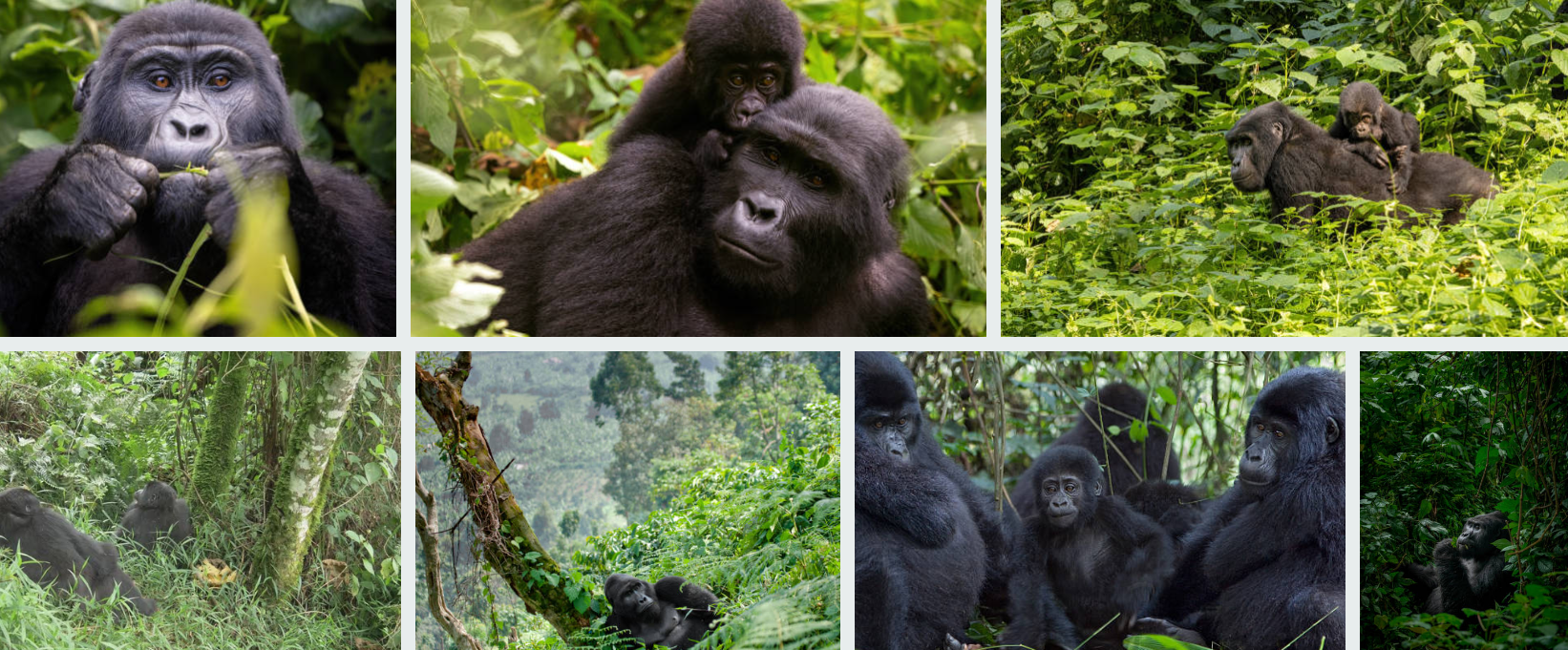 Embark on unforgettable Bwindi Gorilla Tours & East Africa Safaris with Pillars of Africa Safaris. Book your adventure today!