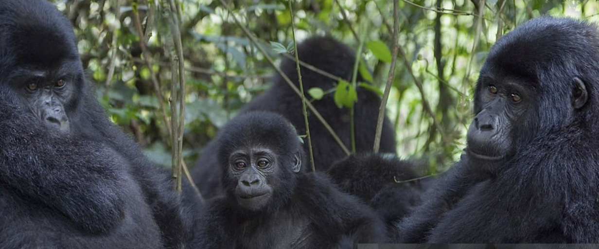 Silverback mountain gorilla in Uganda, Rwanda & Congo's misty forests.