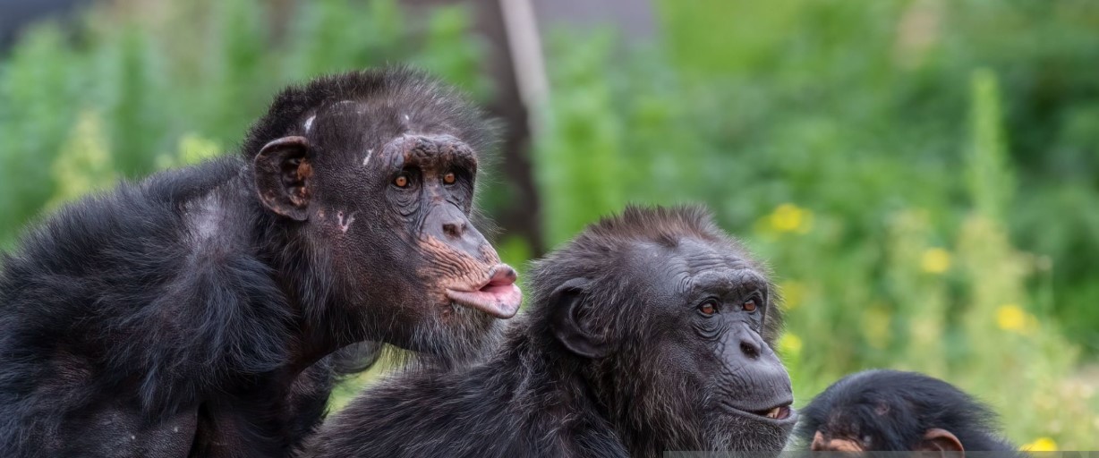 Best 3-Day Chimpanzee Trekking Tour in Kibale Uganda