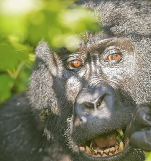 How to Book a Uganda Gorilla Permit: Your Ultimate Guide to an Unforgettable Adventure