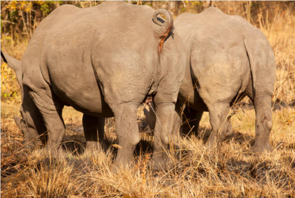 Visitors tracking wild rhinos on foot at Ziwa Sanctuary, Uganda
