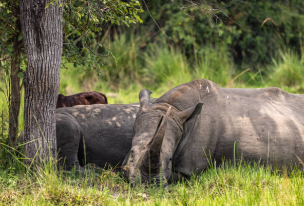 Southern white rhinos grazing at Ziwa Rhino Sanctuary in Uganda