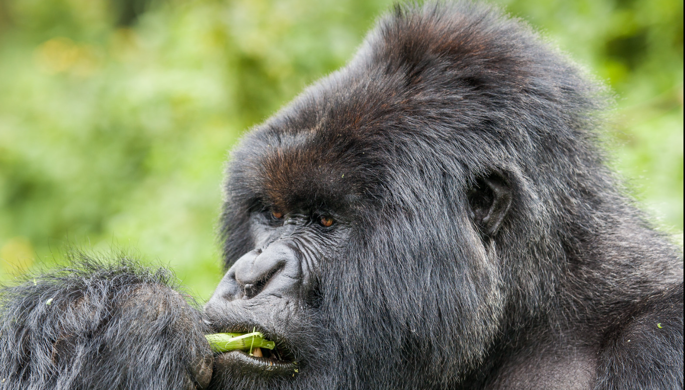4-Day Bwindi Gorilla Tour offers thrilling gorilla trekking, nature walks & cultural encounters in Uganda’s rainforest. Book now