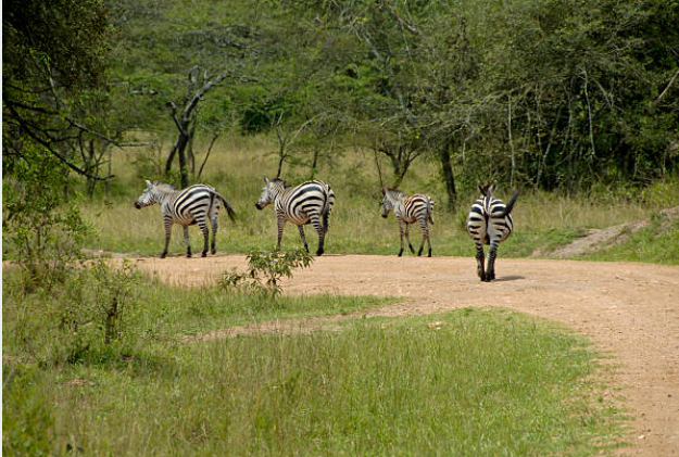 2-Days Lake Mburo National Park safari offers game drives, boat cruises & nature walks. Perfect short wildlife getaway in Uganda