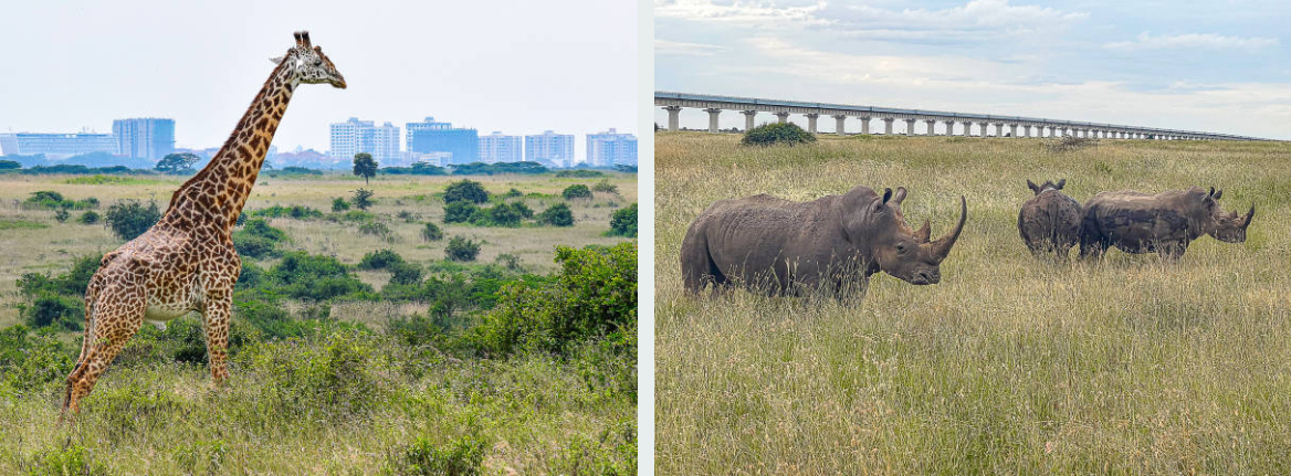 Giraffes grazing in Nairobi National Park at golden sunrise hour