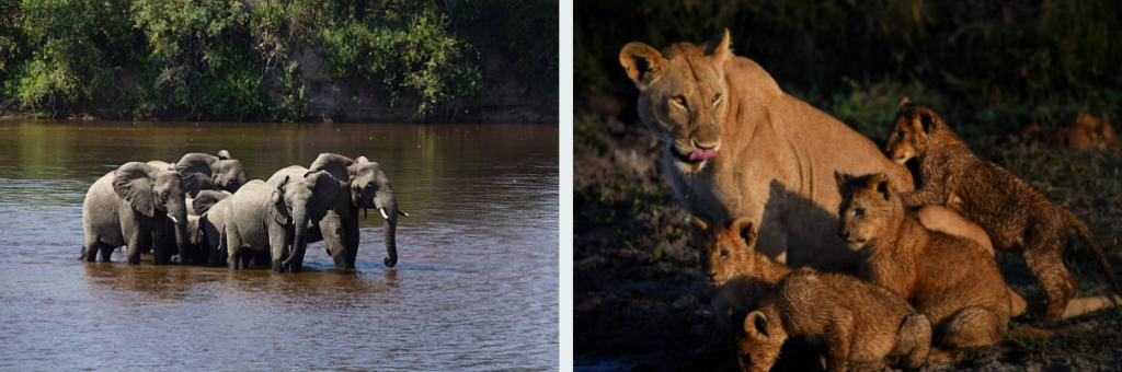 Lion pride resting under baobab tree in Ruaha National Park, Tanzania