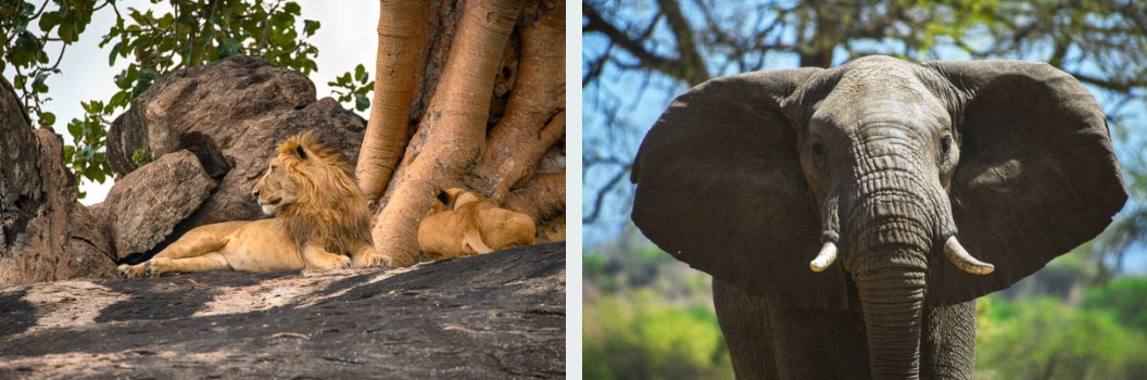 Elephants grazing in golden savanna of Kidepo Valley National Park