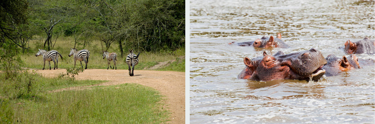 Zebras grazing in Lake Mburo National Park, Uganda's scenic savannah landscape