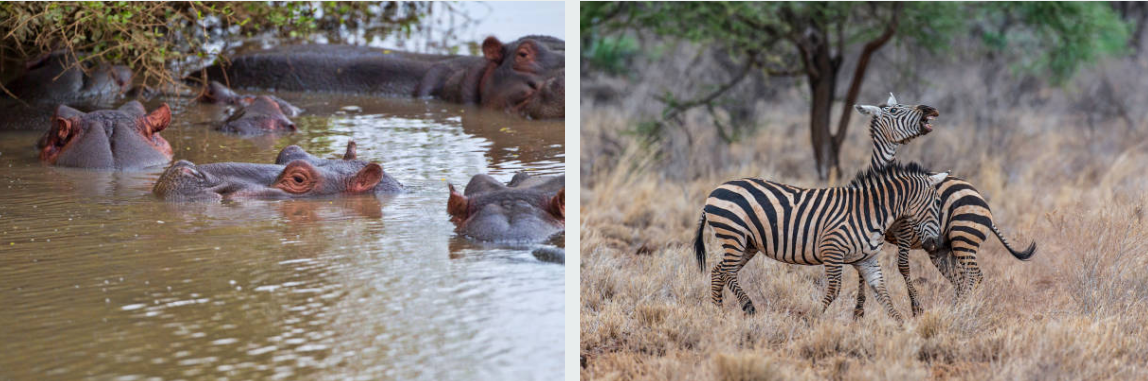 Elephants grazing in Meru National Park's lush green savannah landscape