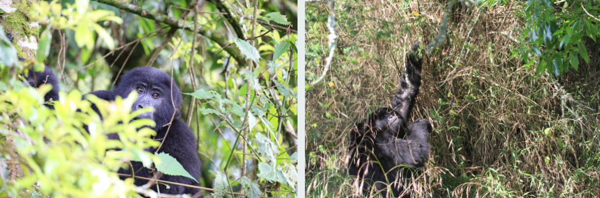 Mgahinga Gorilla National Park mountain gorillas in Uganda forest