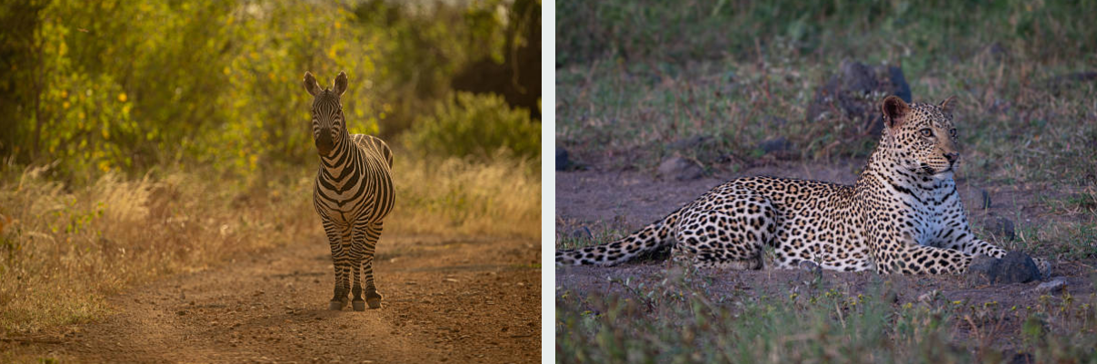 Elephants grazing near Mzima Springs in Tsavo West Park, Kenya.