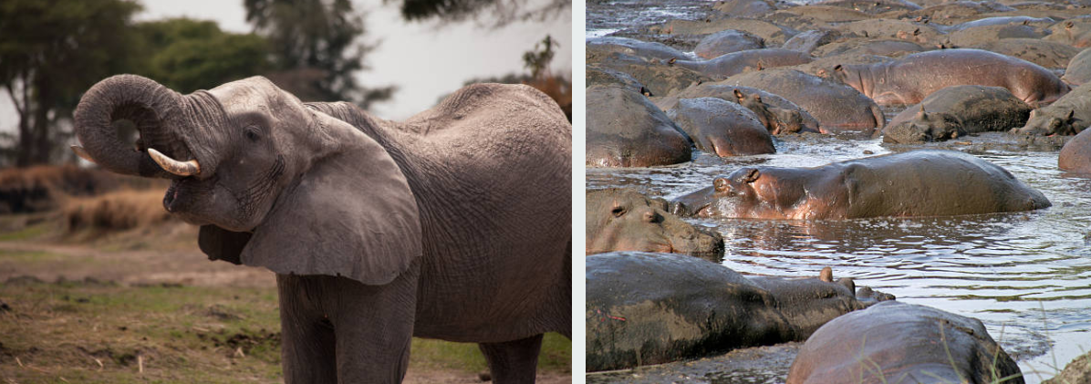 Wildlife roaming the vast plains of Katavi National Park, Tanzania