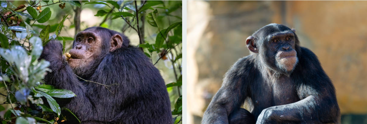 Chimpanzees in Kibale National Park's lush tropical rainforest, Uganda