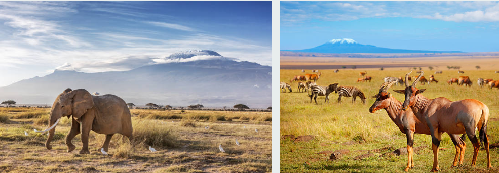 Elephants grazing with Mount Kilimanjaro in Amboseli National Park