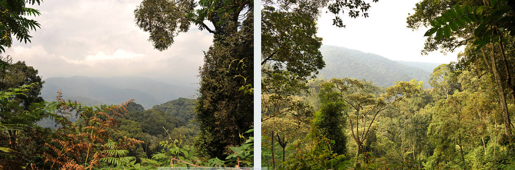Golden monkey in Gishwati Mukura National Park's dense forest.