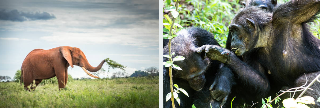 Chimpanzees in Gombe Stream National Park forest habitat, Tanzania