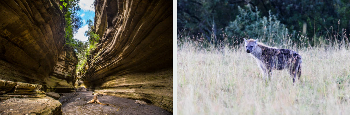 Cyclists riding past giraffes in scenic Hell's Gate National Park
