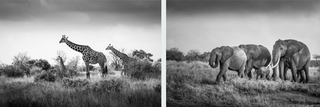 Chimpanzees in Mahale Mountains National Park, Tanzania forest habitat