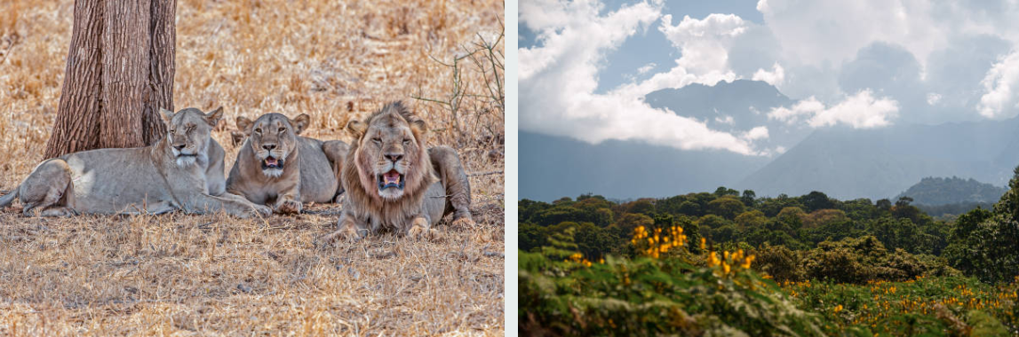 Lion resting on rocky outcrop in scenic Meru National Park