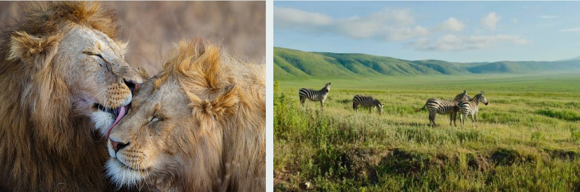 Wildlife roaming the stunning Ngorongoro Crater in Tanzania's conservation area.